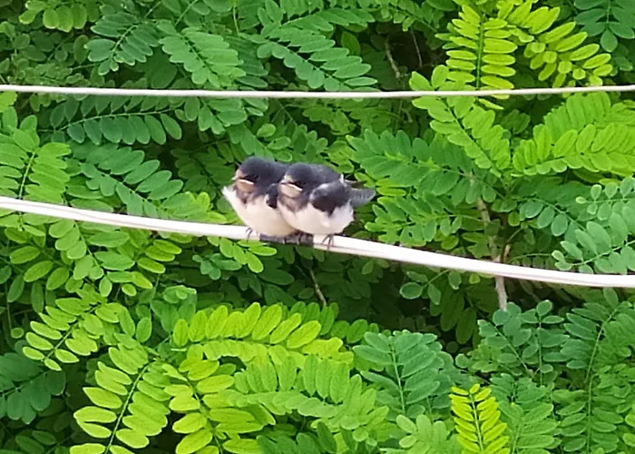 Apartment Maison Masse - Historic With Private Courtyard (adults Only) *